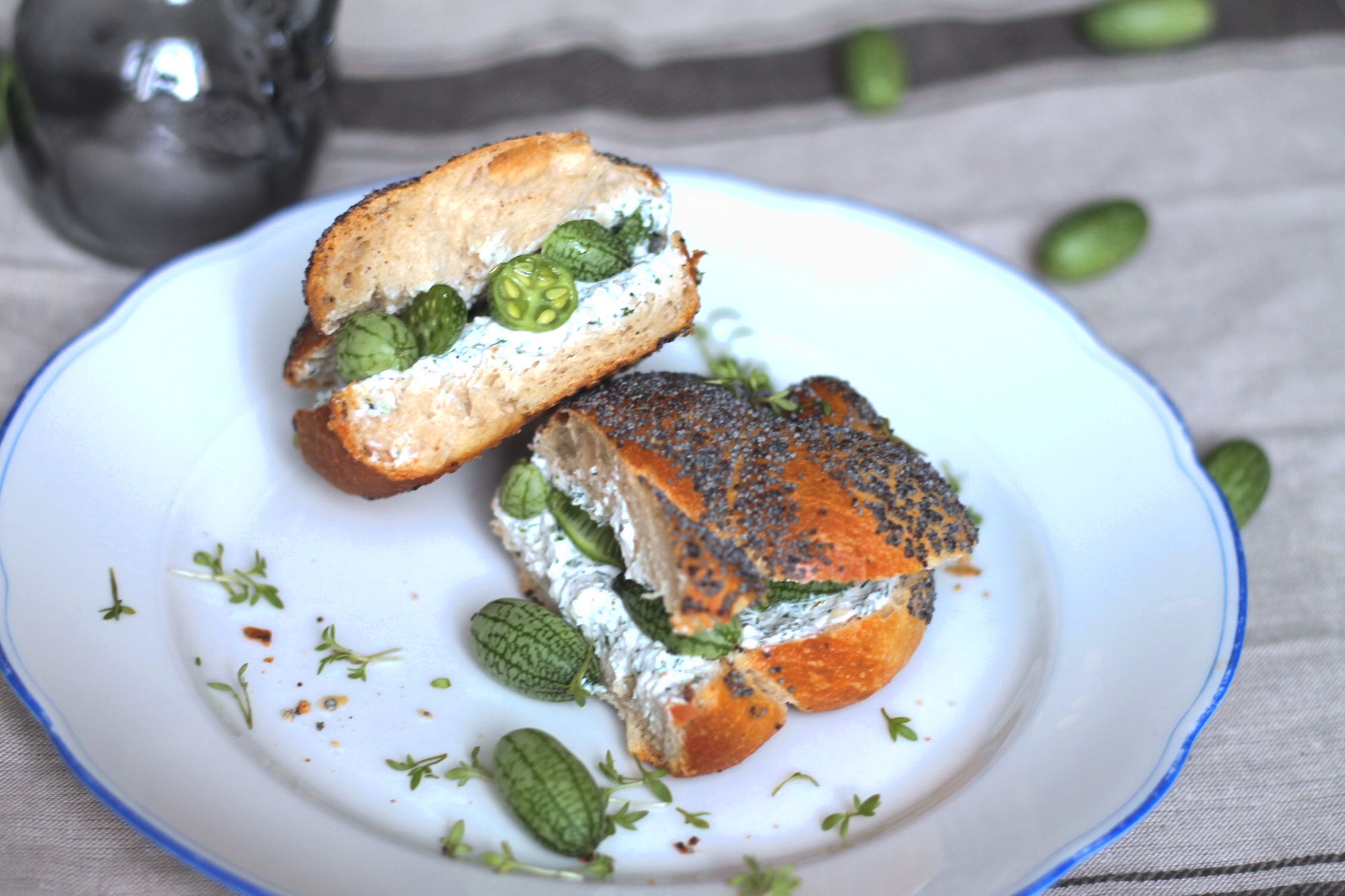 mexikanische-minigurke-3