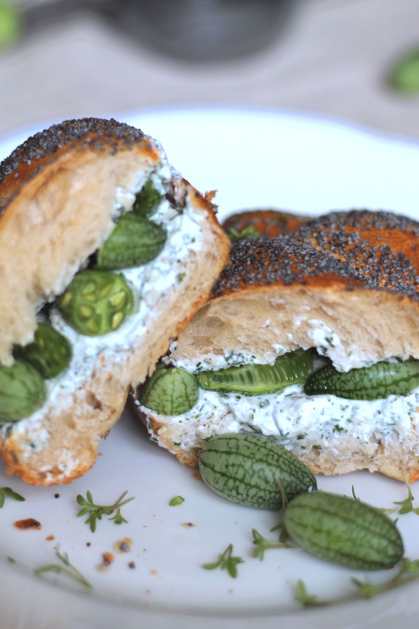 mexikanische-minigurke-4