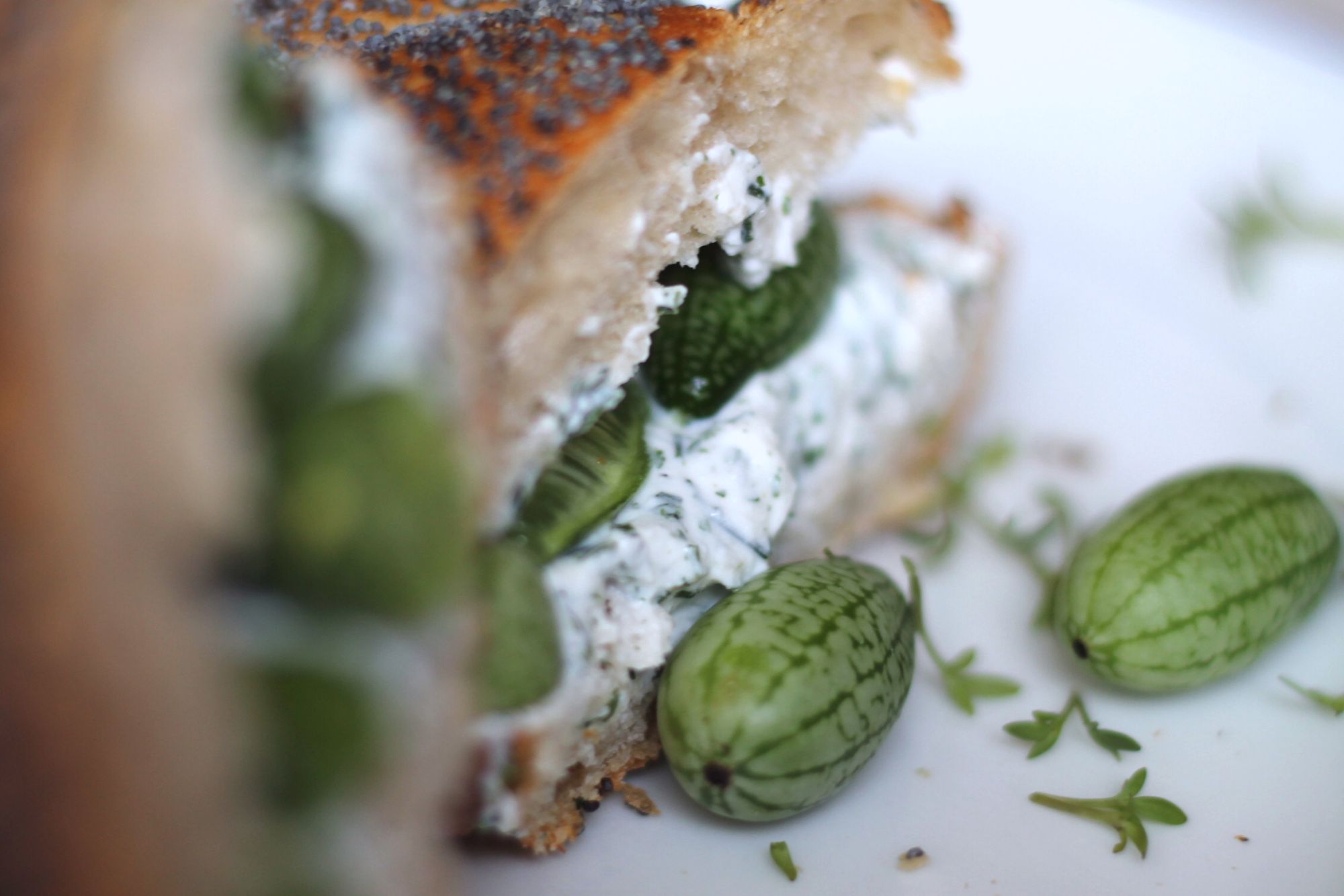 mexikanische-minigurke-5